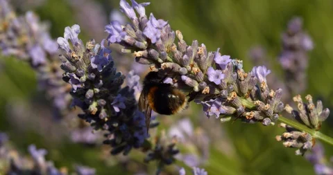 Bumble bee feeds as it climbs around flowers Stock Footage 113146443