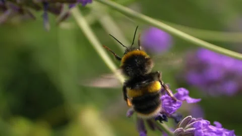 Bumble bee flapping wings climbing on lavender flower Stock Footage 339707224