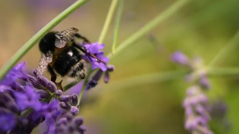 Bumble bee flapping wings climbing on lavender flower Stock Footage 346772124