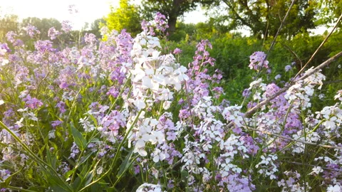 Bumble Bee Flies Around Pink And White Flowers Of Meadow In Sunset Color Light Video stock 200980250