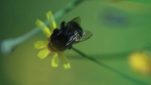 Bumble Bee Flies Away From Yellow Dandelion. Wind Shake Flowers And Buds Stock Footage 166748979