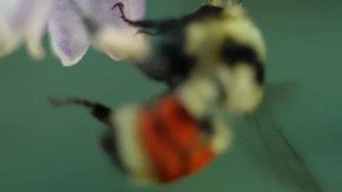 Bumble Bee Flies Off Stock-Footage 118466985