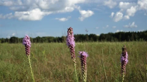 Bumble bee flies from one flower to another. Video stock 123446241