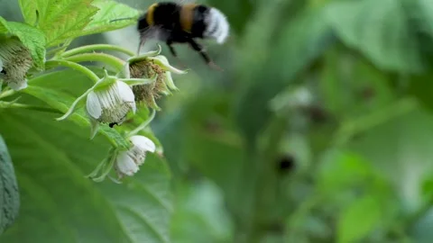 Bumble bee flies up to raspberry flower and pollinates it Video stock 274853840