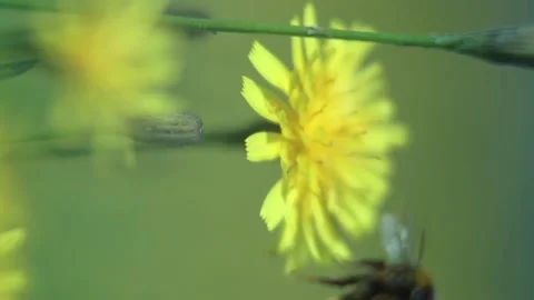 Bumble Bee Flies Off Yellow Flower Dandelion On Wildflowers Field Stock Footage 166749043