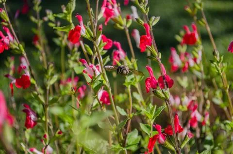 Bumble Bee In Flight Foto stock