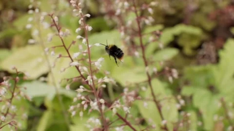 Bumble bee in flight, slow motion Stock Footage 156180558