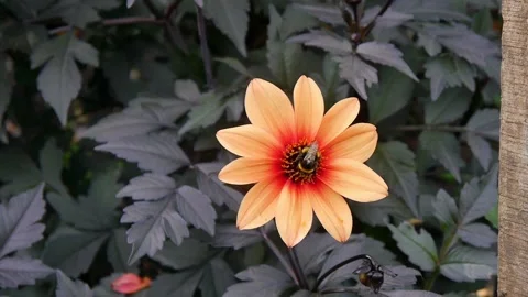 Bumble bee on flower collecting nectar and pollen Stock-Footage 232055375