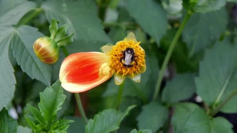 Bumble bee on flower collecting nectar and pollen Stock-Footage 232055419