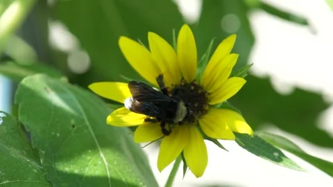 Bumble bee on flower fly away Stock Footage 155810793