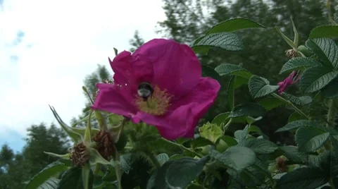 Bumble Bee On A Flower Stock Footage 7130284