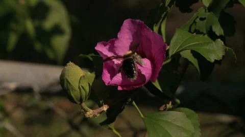 Bumble Bee in Flower Stock Footage 8930868