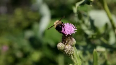 Bumble Bee on Flower Video stock 11632437