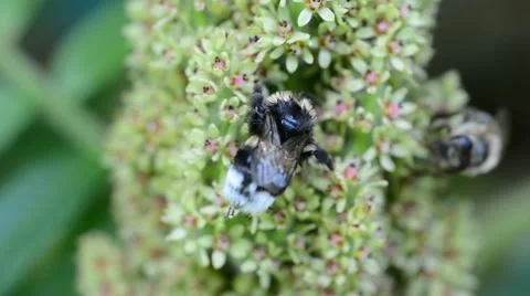 Bumble bee on flower 動画素材 39986897