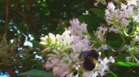 Bumble Bee on Flower Stock Footage 53281434