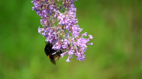Bumble Bee on Flower 動画素材 53869736
