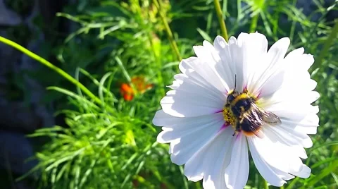 Bumble Bee on a Flower Stock-Footage 66778409