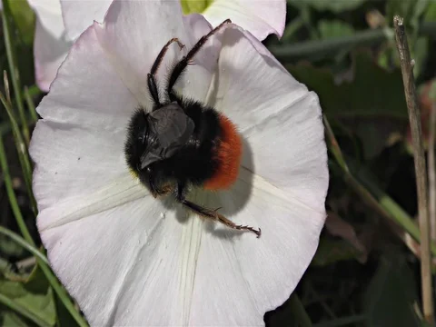 Bumble bee on a flower Stock Footage 77799708