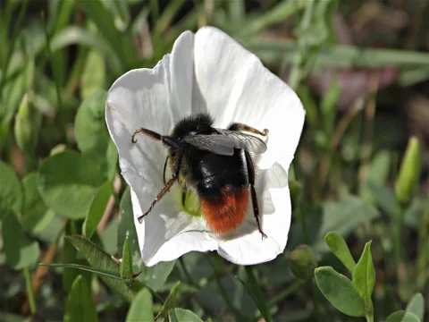 Bumble bee on a flower 動画素材 77800136