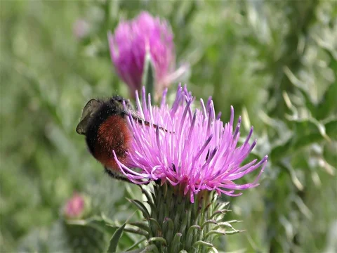 Bumble bee on a flower Stock Footage 77800551