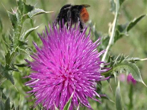 Bumble bee on a flower Stock Footage 77804729