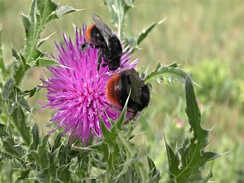 Bumble bee on a flower Stock Footage 77804769