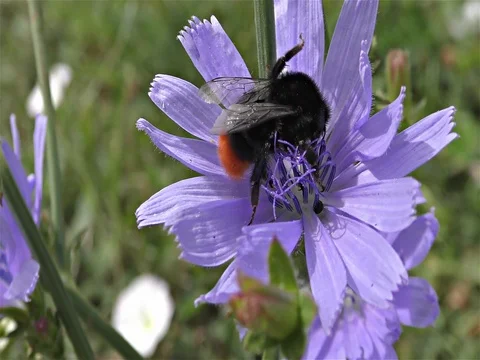 Bumble bee on a flower Stock Footage