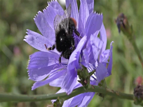 Bumble bee on a flower Stock Footage