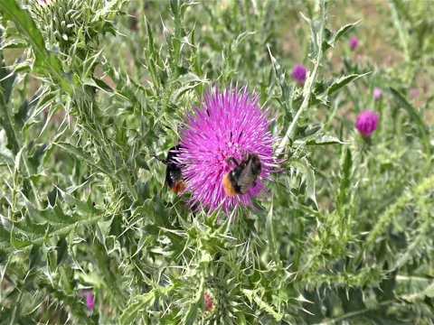 Bumble bee on a flower Stock Footage 77806368