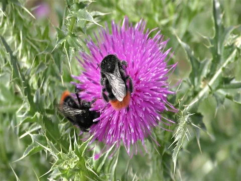 Bumble bee on a flower Stock Footage