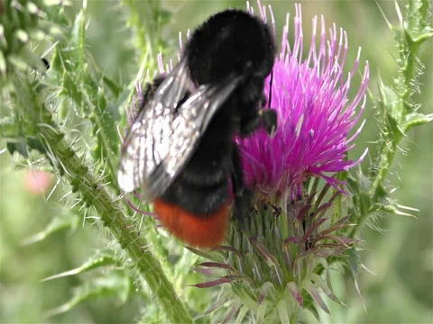 Bumble bee on a flower Stock Footage 77808556