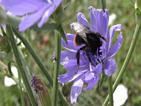 Bumble bee on a flower Stock Footage 77809003