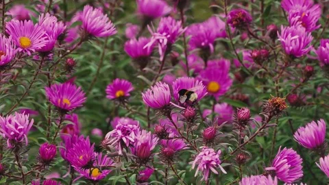 Bumble bee on a flower Stock Footage 80681384