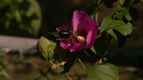 Bumble bee in flower Stock Footage 81605949