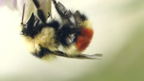 Bumble Bee In Flower Stock-Footage 118467784