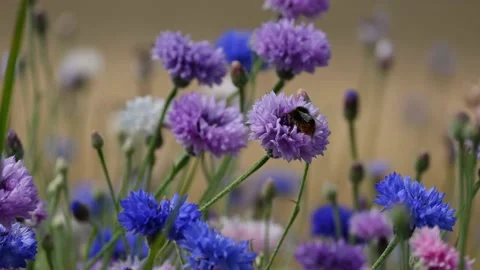 Bumble Bee on a flower Stock Footage 137016261