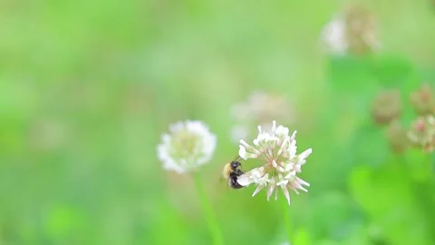 Bumble-bee on a flower Stock Footage 138249037