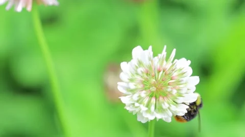 Bumble-bee on a flower Stock Footage 138249077