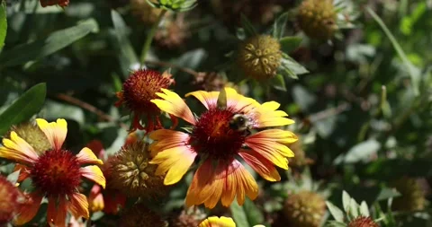A bumble bee on a flower Stock Footage 140746334