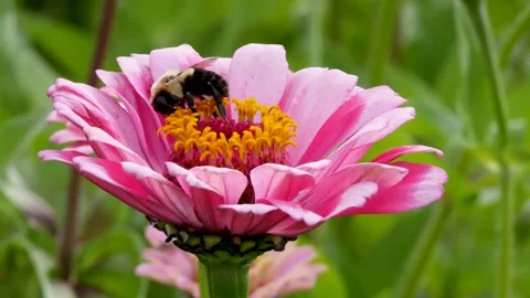 Bumble bee in a flower Stock Footage 159645901