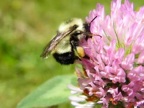 Bumble Bee on Flower Fotos Stock