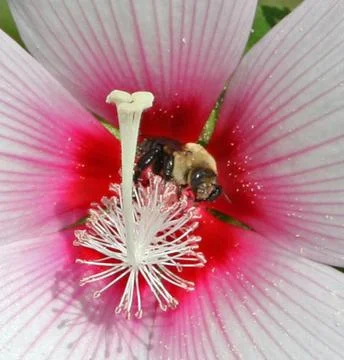 Bumble Bee on Flower Stock Photos