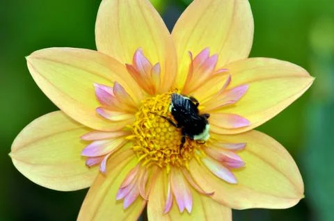 Bumble bee on flower Foto stock