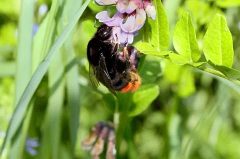 Bumble bee on a flower Stock Photos