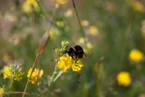 Bumble bee on a flower Foto stock