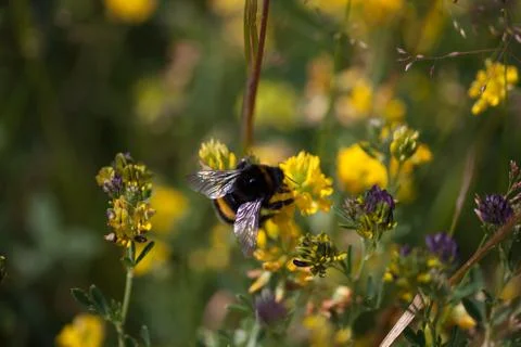Bumble bee on a flower Foto stock