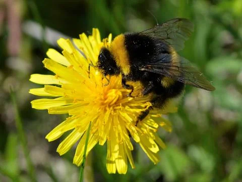 Bumble bee on a flower Stock Photos