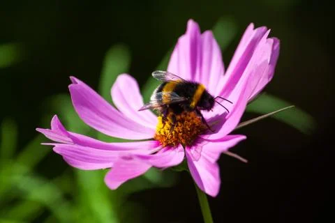 Bumble bee on the flower Stock Photos