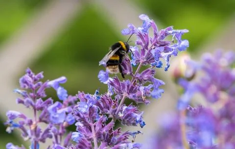Bumble Bee on Flower Stock Photos