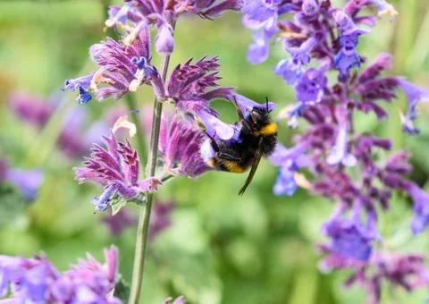 Bumble Bee on Flower Stock Photos